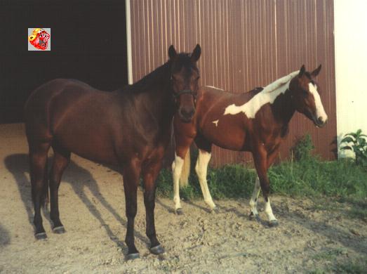 Amy's mares